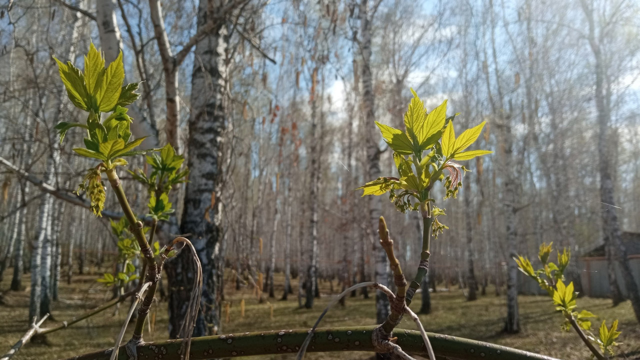 Рекордная апрельская жара ожидается в Челябинской области
