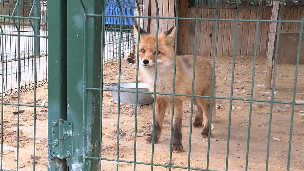 Субботник провели в челябинском приюте для диких животных "Спаси меня"
