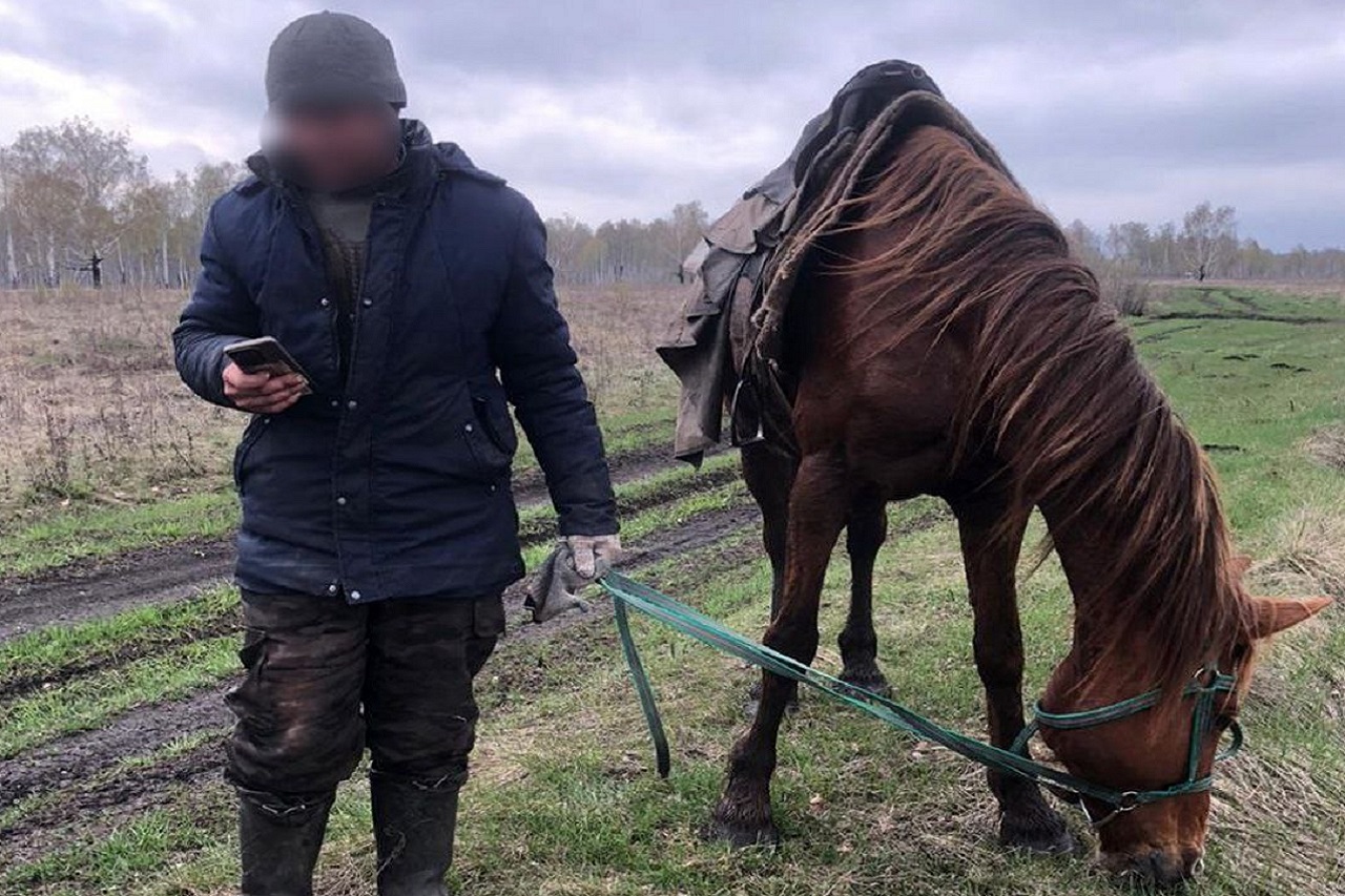 Ушел за табуном лошадей: мужчина пропал в лесу в Челябинской области Ушел за табуном лошадей: мужчина пропал в лесу в Челябинской области