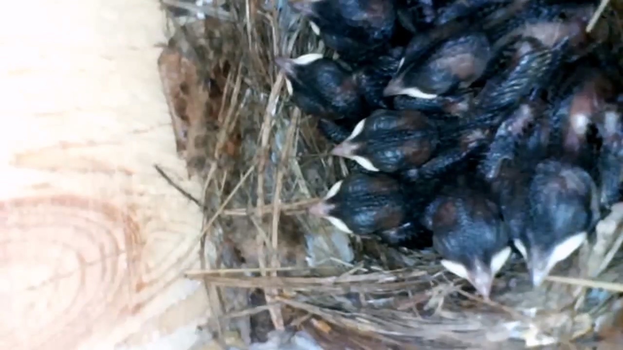 Орнитолог-любитель из Челябинска показал, как выглядит "птичье общежитие"