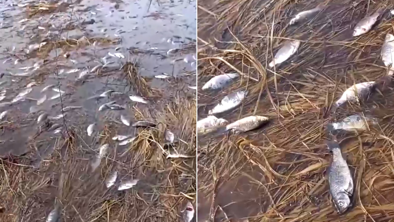 В Челябинской области рыба массово погибла после перелива воды через дамбу
