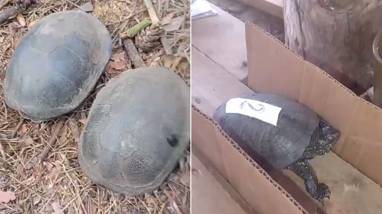 Челябинские бойцы в зоне СВО сняли на видео первое черепашье "отделение" Челябинские бойцы в зоне СВО сняли на видео первое черепашье "отделение"