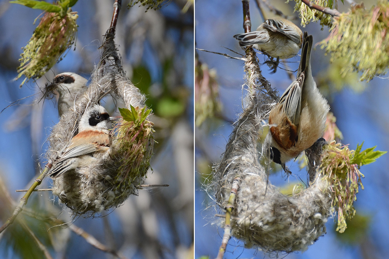 Варежки на деревьях: фотограф из Троицка показала, как птицы "вяжут" гнезда