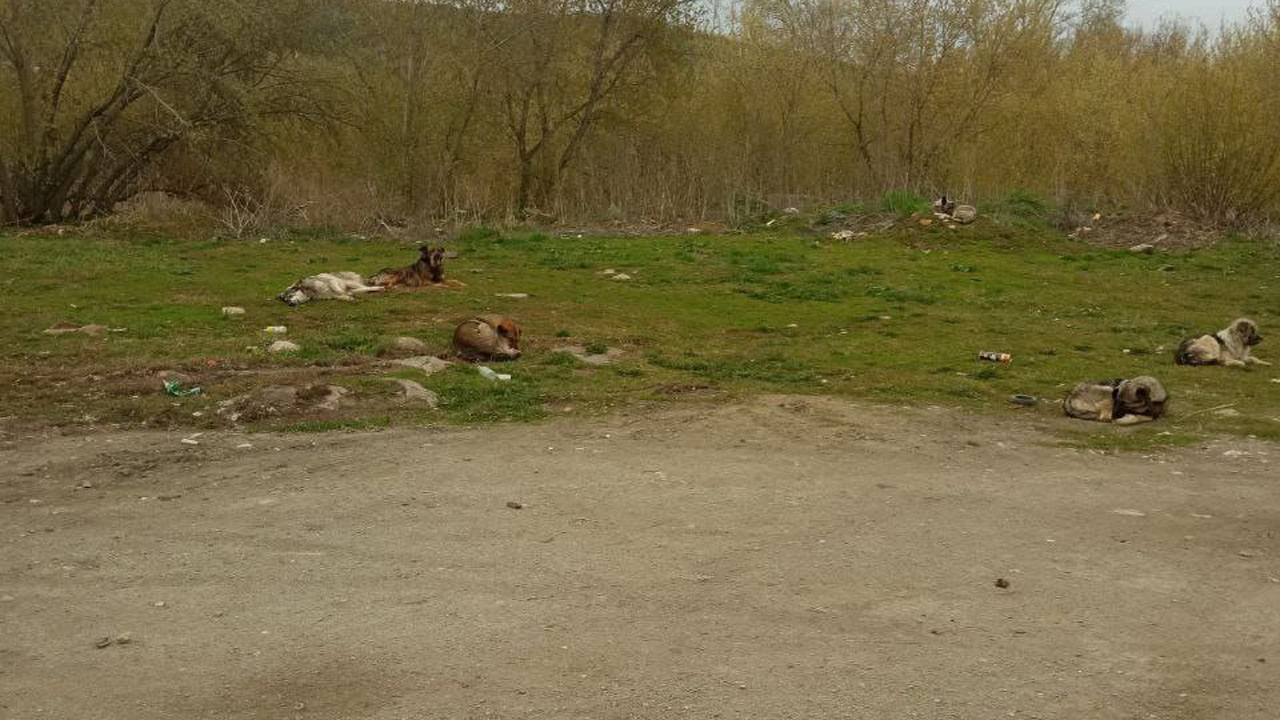 Убили больше 200 кур: жители Миасса сообщают о массовой гибели домашней птицы