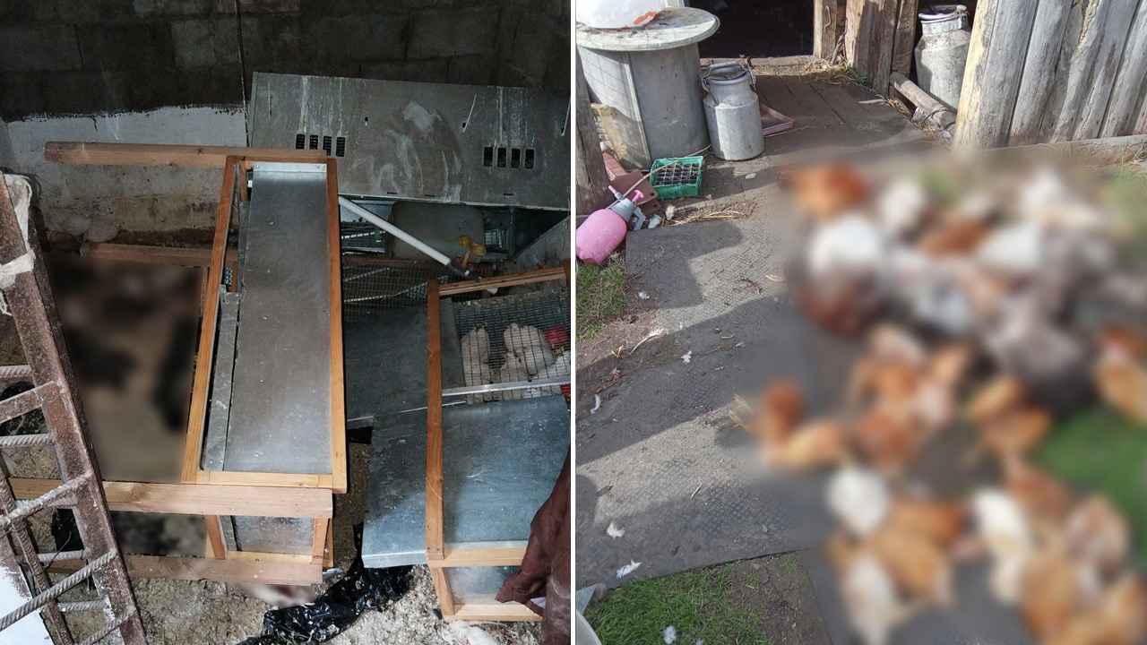 Убили больше 200 кур: жители Миасса сообщают о массовой гибели домашней птицы