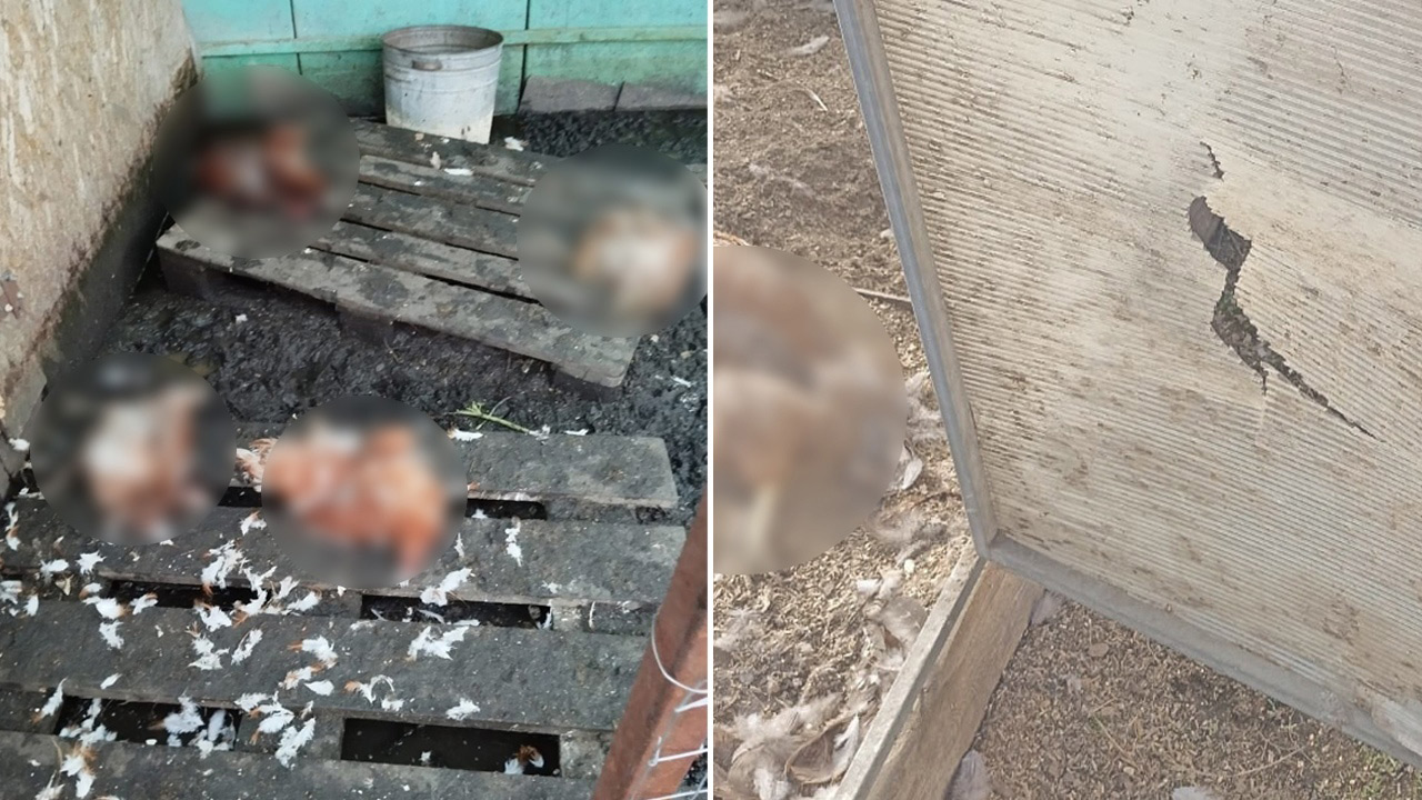 Убили больше 200 кур: жители Миасса сообщают о массовой гибели домашней птицы