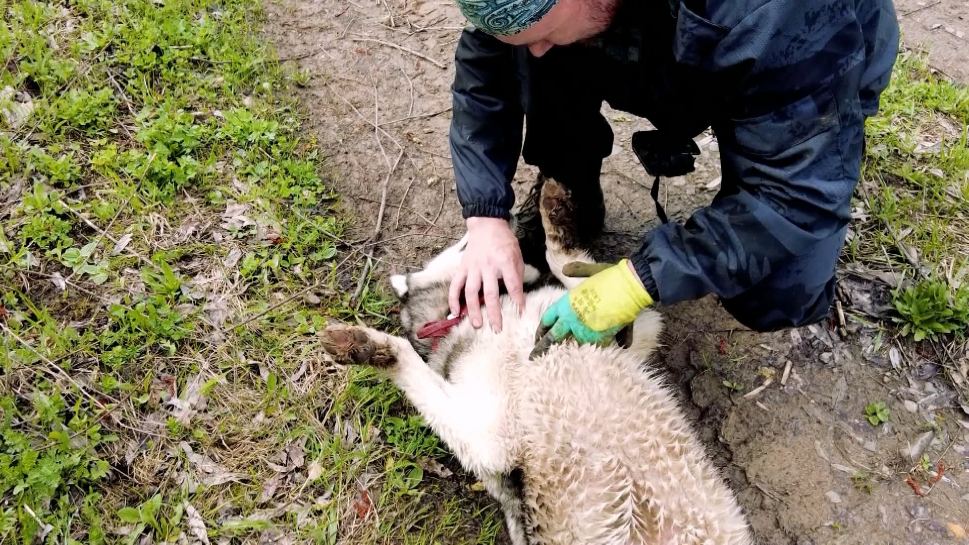 10 штук за 20 минут: жители Челябинской области в шоке от активности клещей