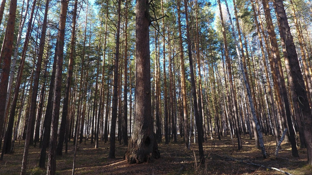350-летняя лиственница из Челябинской области может стать главным деревом страны