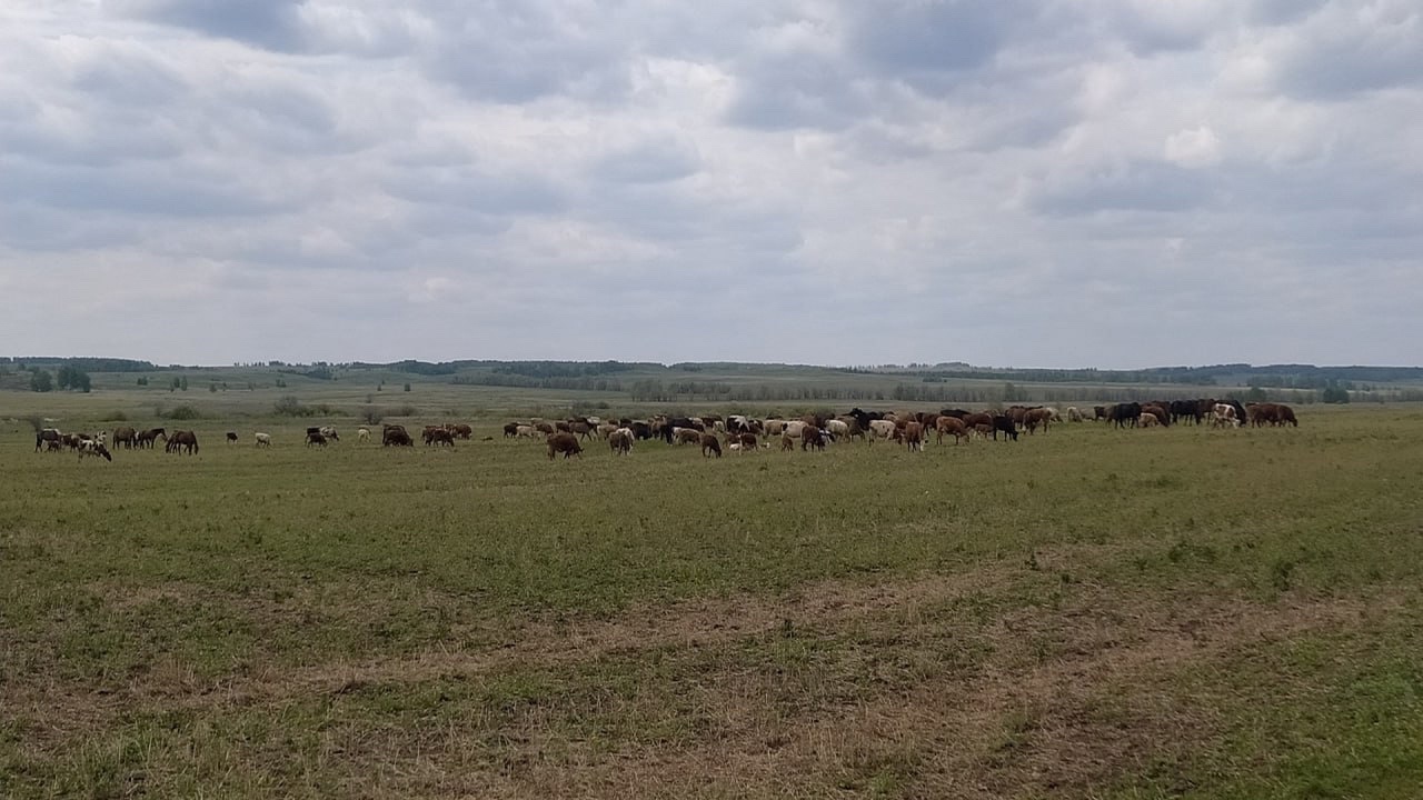 Туши лошадей в реке: жители Карталинского района опасаются экологической катастрофы Туши лошадей в реке: жители Карталинского района опасаются экологической катастрофы