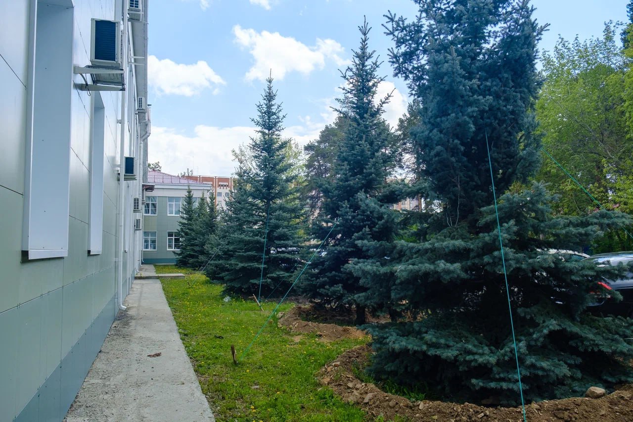Убранные из-за строительства хирургического корпуса в Челябинске деревья пересадили Убранные из-за строительства хирургического корпуса в Челябинске деревья пересадили
