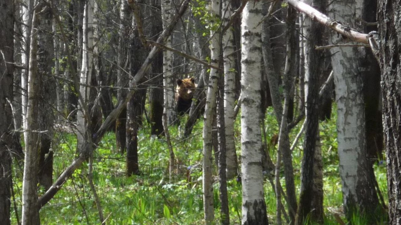 Туристов Челябинской области предупредили об активности медведей в нацпарке "Зигальга"