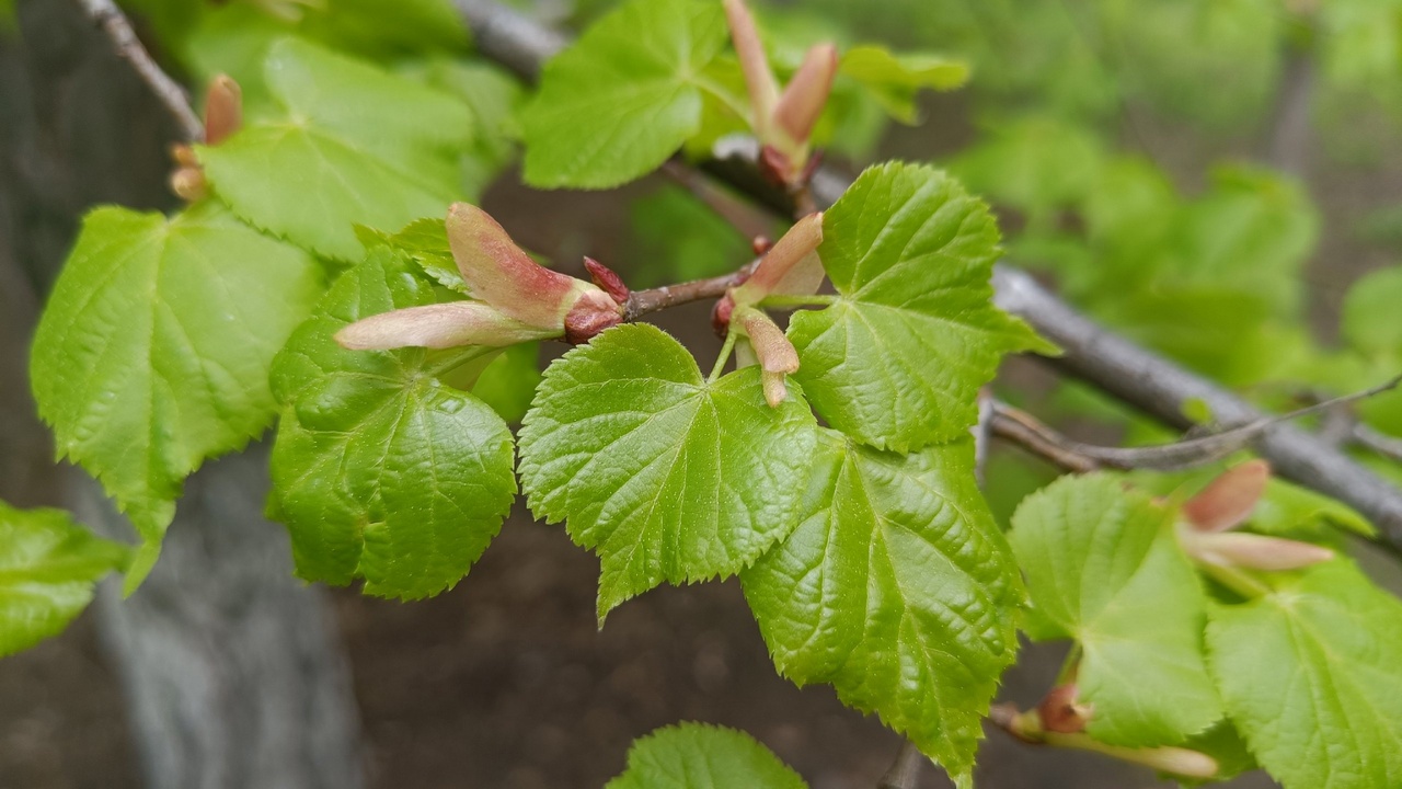 Заморозки и дожди: синоптики — о том, каким будет конец мая в Челябинске Заморозки и дожди: синоптики — о том, каким будет конец мая в Челябинске