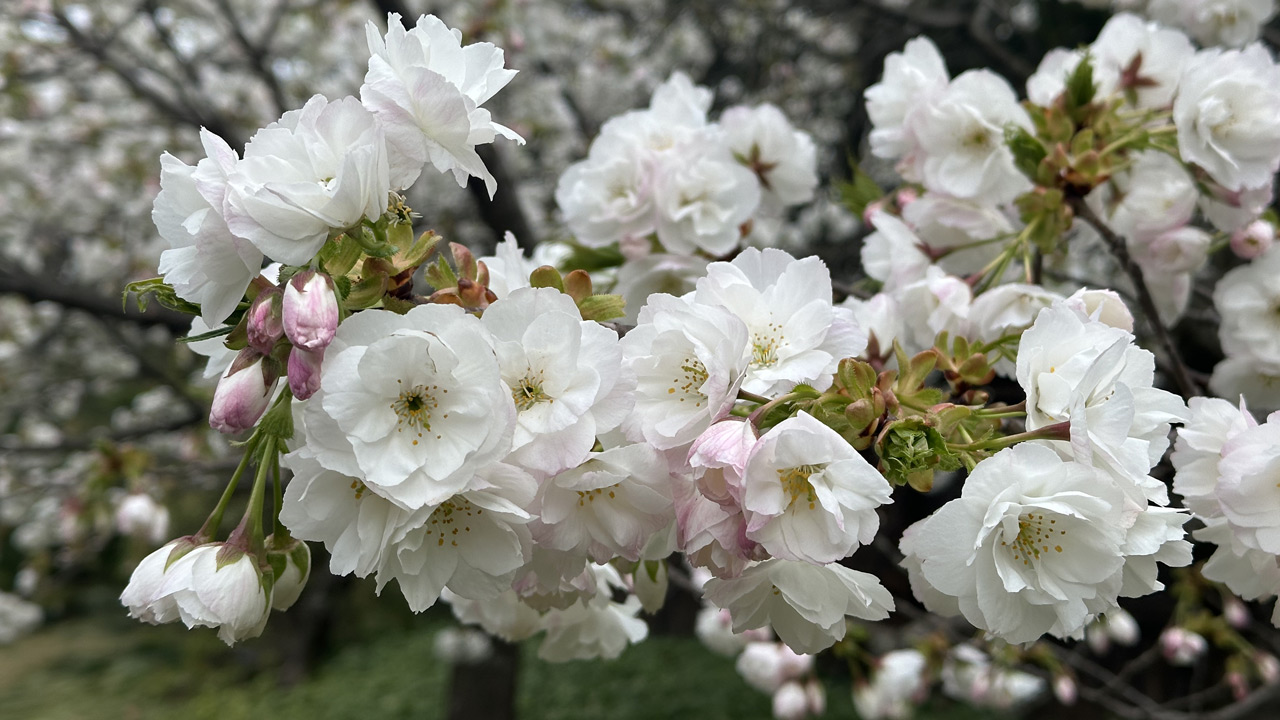 После снега и заморозков в Челябинской области потеплеет до 17°C