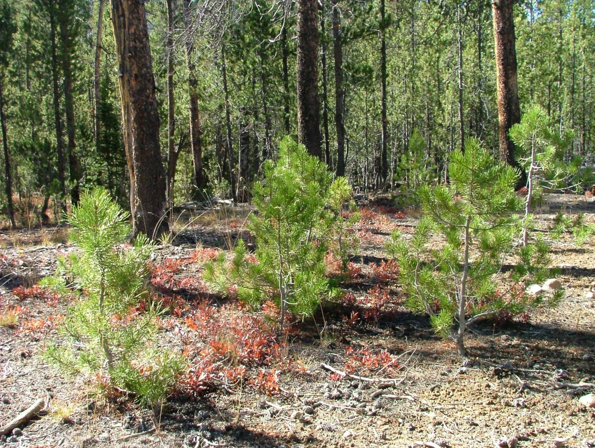 Восстанавление леса в Челябинской области: в регионе высадят 3 тыс гектаров саженцев