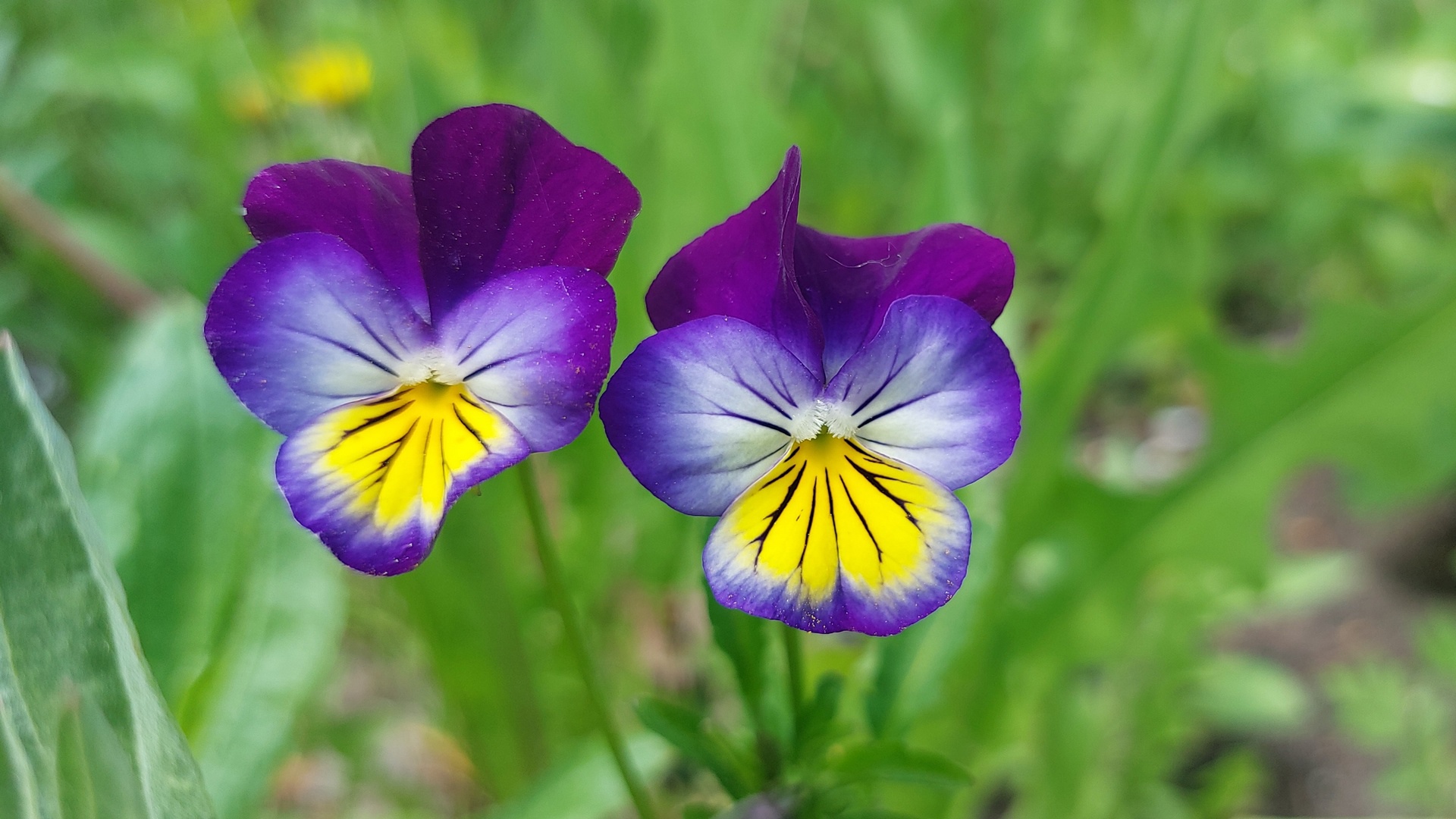 Аномально жаркие выходные: погода в Челябинске удивит даже синоптиков 
