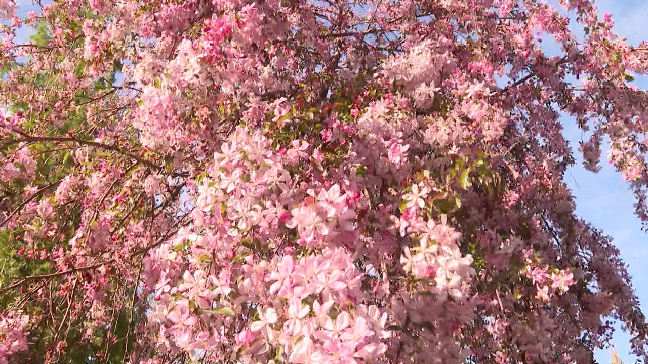 Украшение сада: как вырастить плакучую яблоню, рассказал эксперт из Челябинска