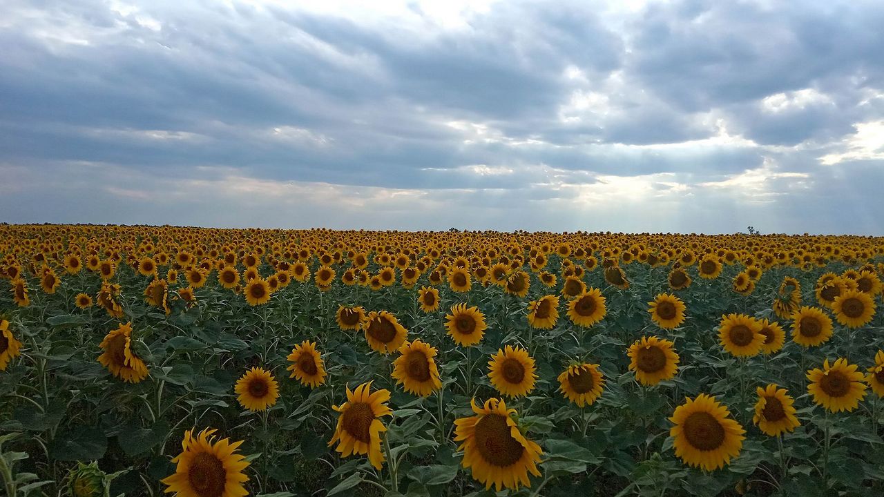 "Ржавые" подсолнухи обнаружили в полях Челябинской области