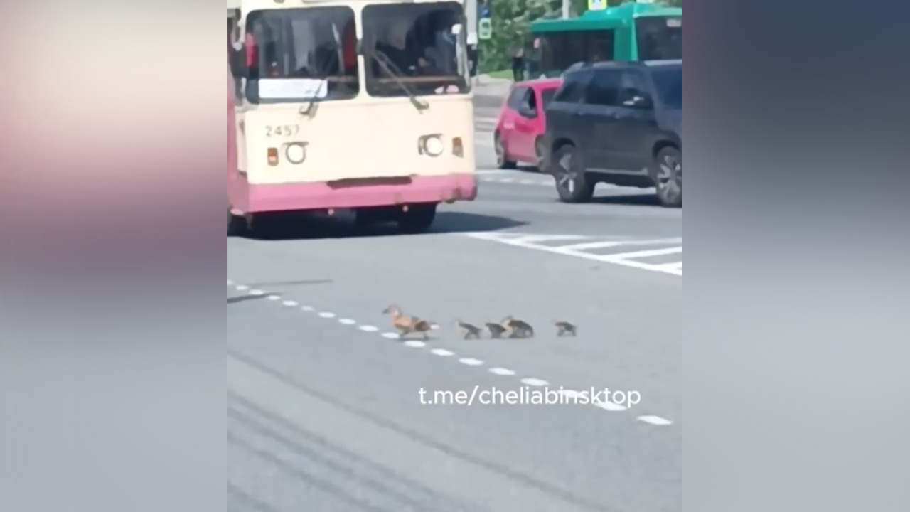 Мама-утка повела утят через восьмиполосную дорогу в Челябинске Мама-утка повела утят через восьмиполосную дорогу в Челябинске