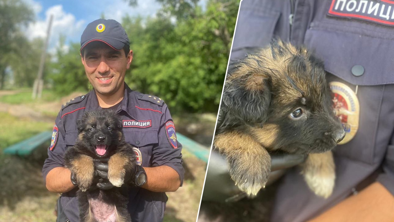 Полицейский спас тонущего щенка в Челябинской области Полицейский спас тонущего щенка в Челябинской области