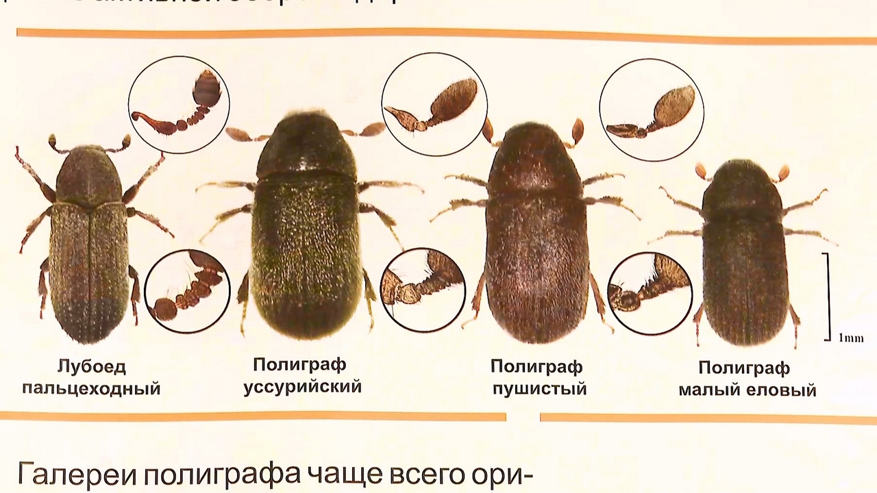 В лесах Южного Урала обнаружили вредителя, который способен убить миллионы деревьев