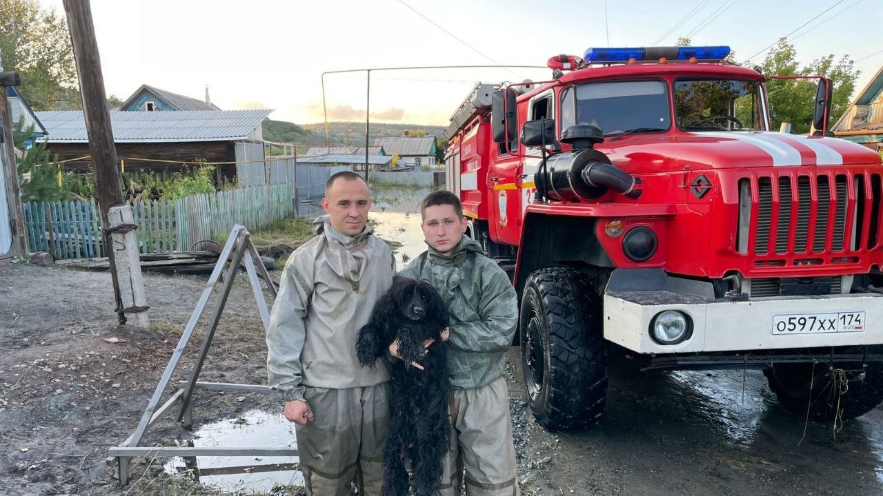 В Коркино спасли собаку из затопленного гаража В Коркино спасли собаку из затопленного гаража