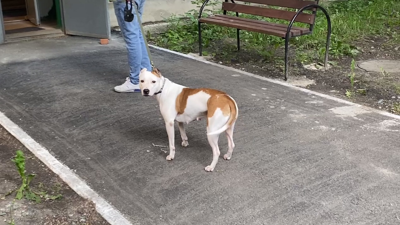 СК начал проверку из-за нападений бойцовских собак в Челябинске СК начал проверку из-за нападений бойцовских собак в Челябинске