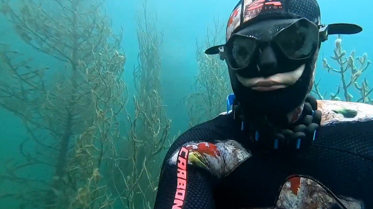 Дайверы показали карьер с затопленными елями в Челябинской области Дайверы показали карьер с затопленными елями в Челябинской области