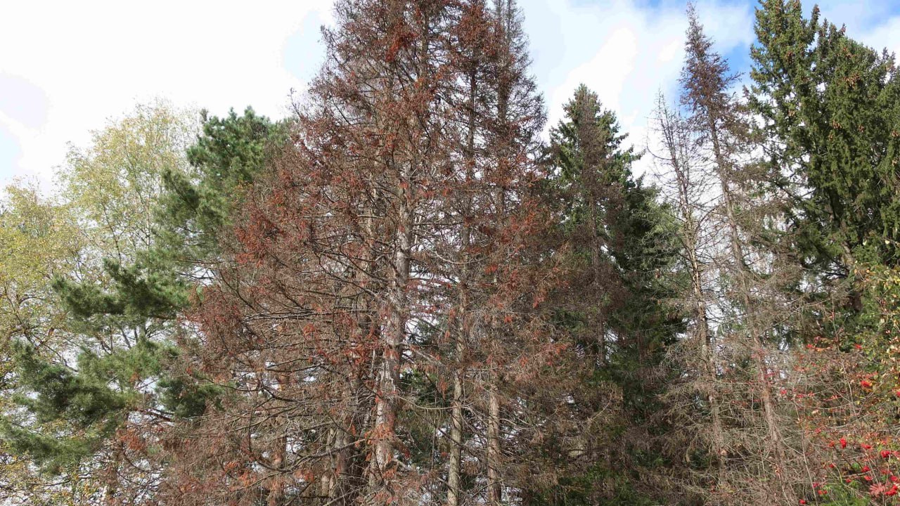 Пихтовые леса погибают на Таганае из-за нашествия жуков-короедов Пихтовые леса погибают на Таганае из-за нашествия жуков-короедов