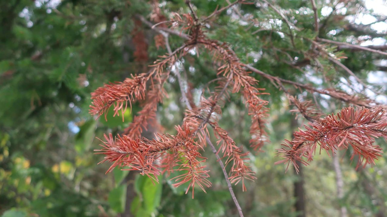 Пихтовые леса погибают на Таганае из-за нашествия жуков-короедов Пихтовые леса погибают на Таганае из-за нашествия жуков-короедов