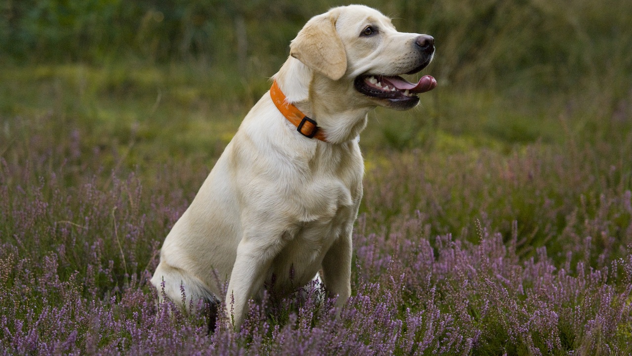 В Челябинской области отметили нехватку собак-поводырей В Челябинской области отметили нехватку собак-поводырей