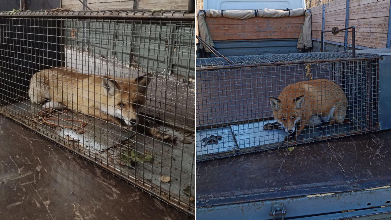 Лиса проникла в зоопарк Челябинска и устроила охоту на страуса Лиса проникла в зоопарк Челябинска и устроила охоту на страуса