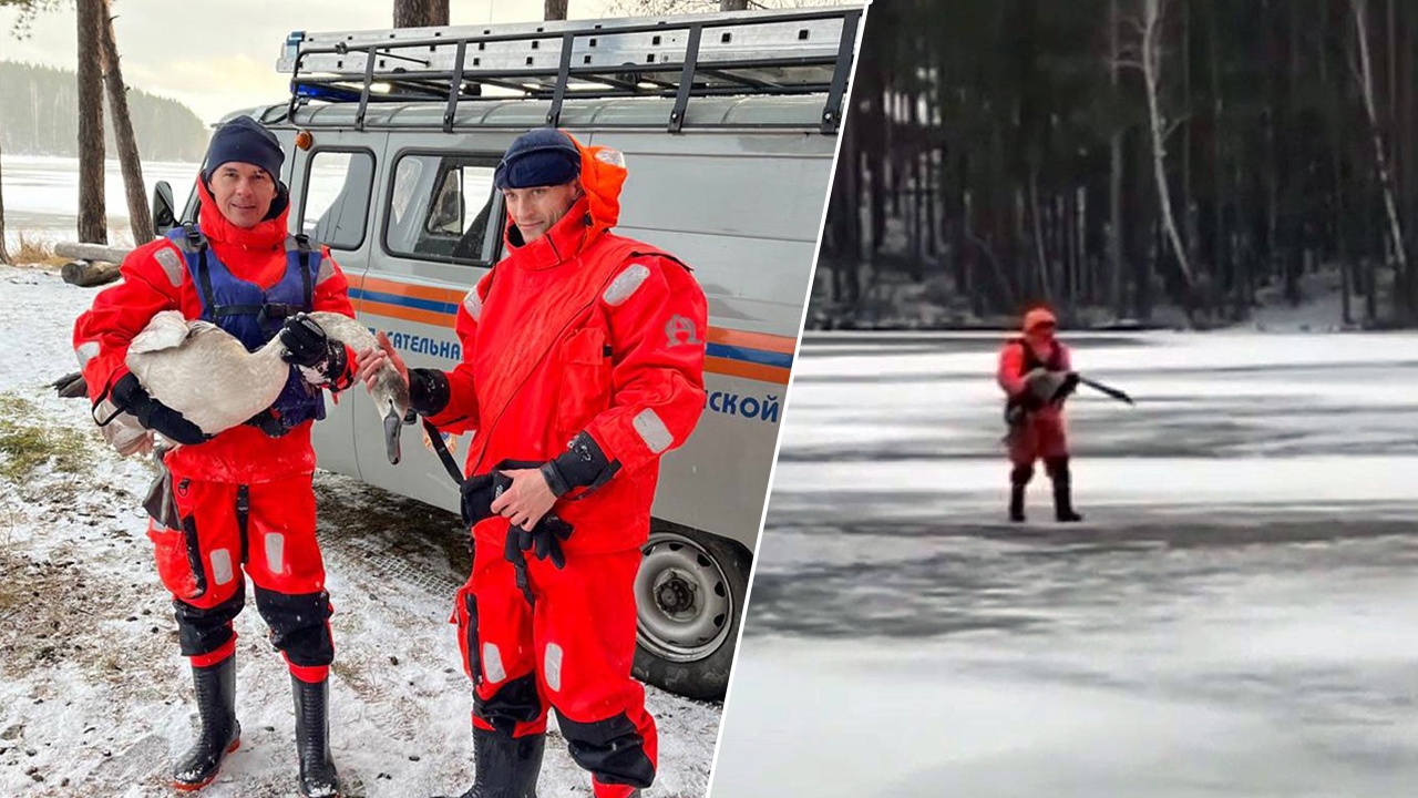 В Челябинской области спасатели помогли раненому лебедю В Челябинской области спасатели помогли раненому лебедю