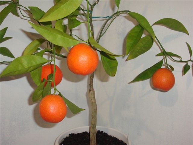 Садовод из Челябинска рассказал, как вырастить мандарины на окне Садовод из Челябинска рассказал, как вырастить мандарины на окне