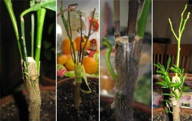 Садовод из Челябинска рассказал, как вырастить мандарины на окне Садовод из Челябинска рассказал, как вырастить мандарины на окне