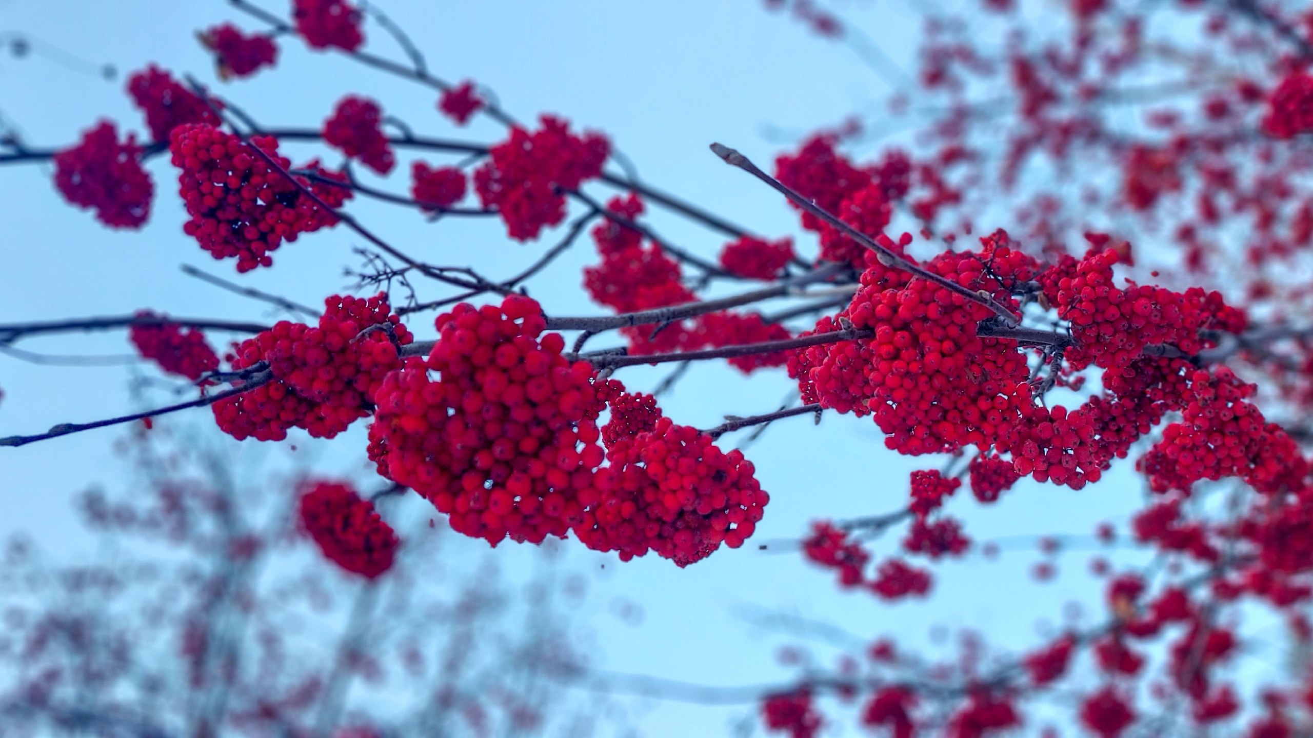 Синоптики прогнозируют резкое похолодание в Челябинской области Синоптики прогнозируют резкое похолодание в Челябинской области