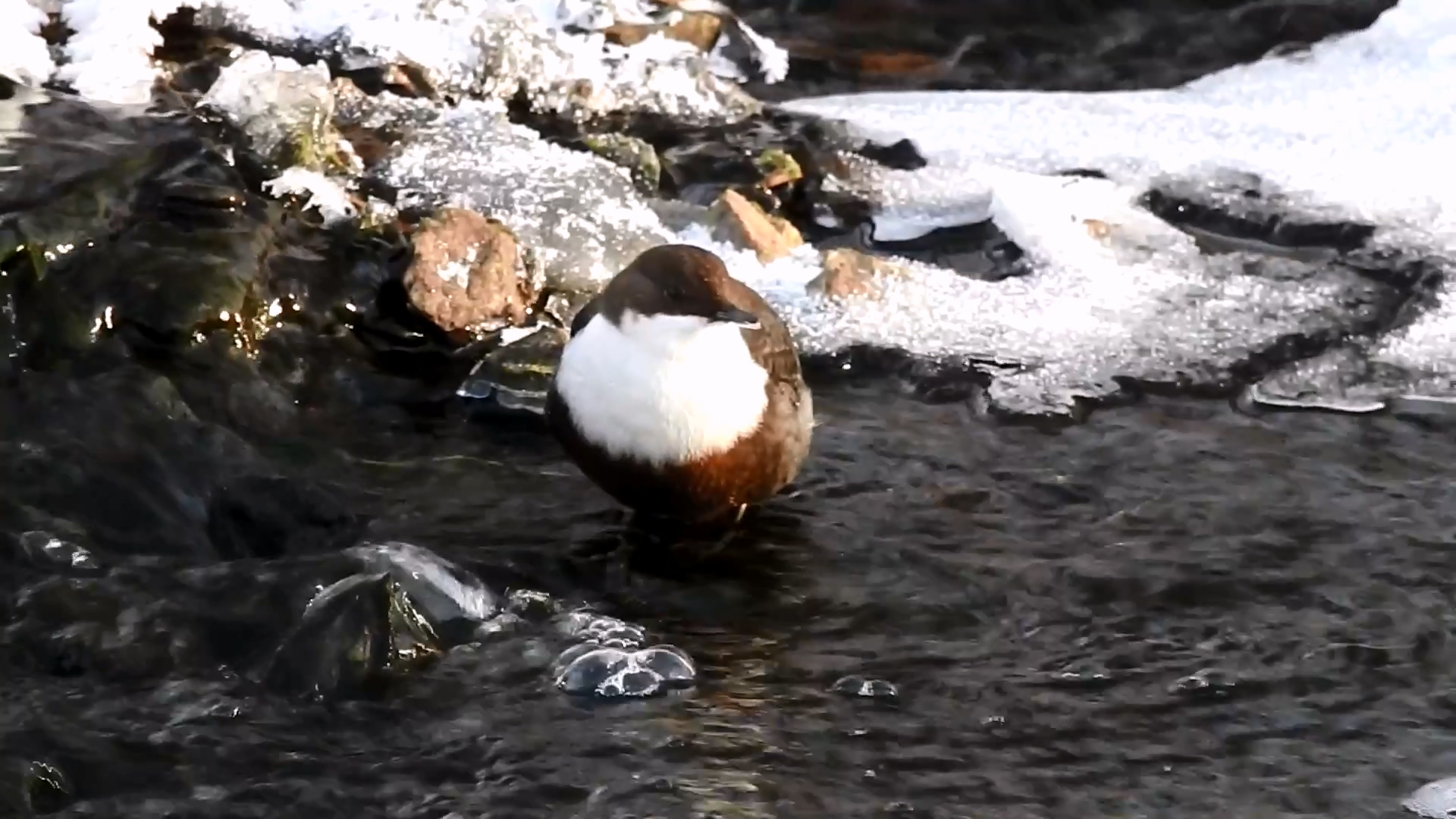 Купающуюся в ледяной воде птицу заметили в Челябинской области