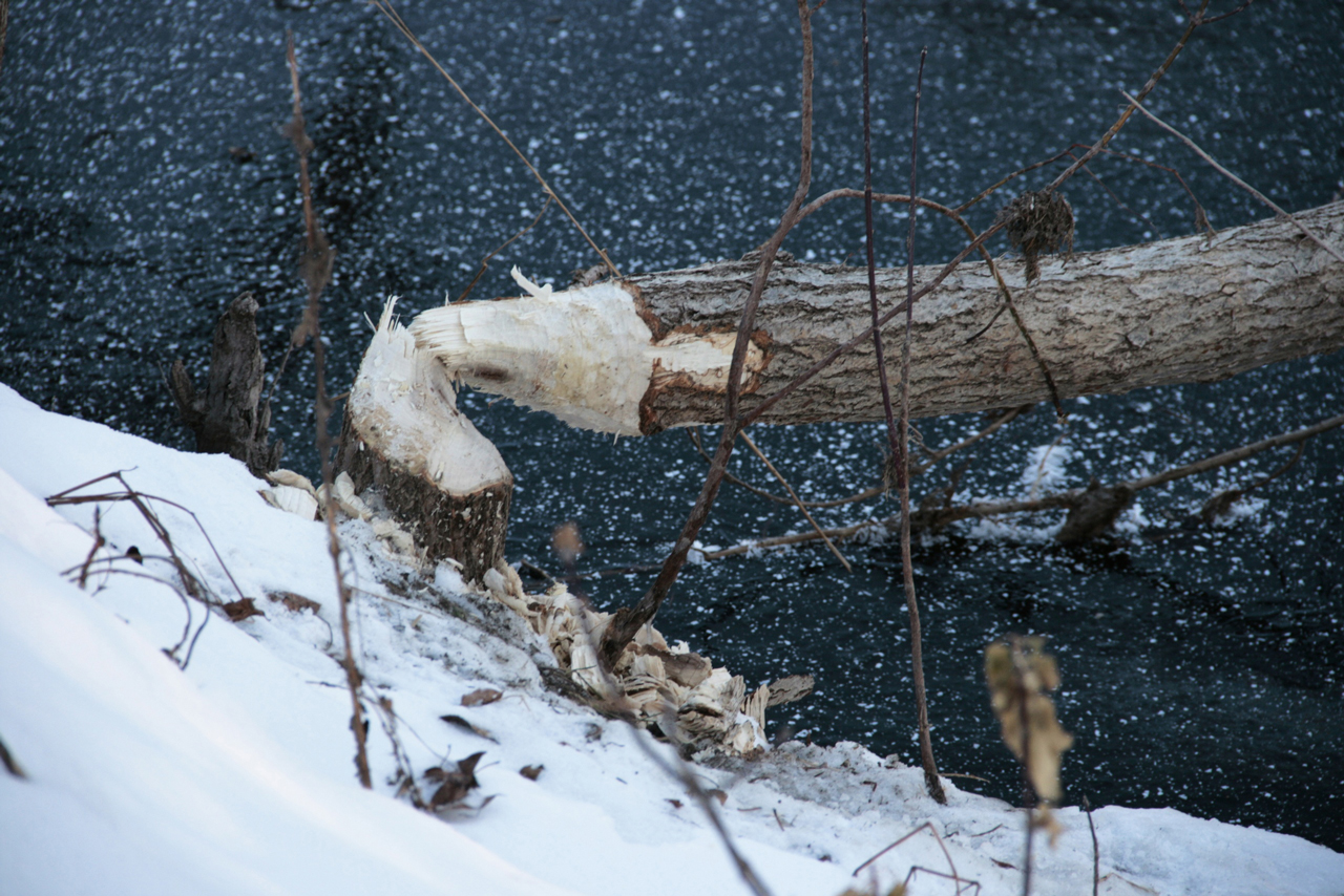 Жители Миасса встревожены активностью бобров в пойме реки 