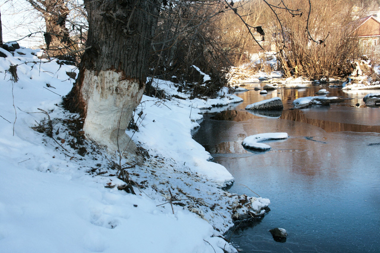 Жители Миасса встревожены активностью бобров в пойме реки 
