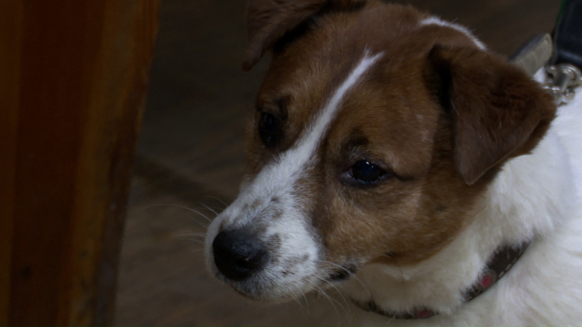 Сила нюха: как собак учат анализировать запахи в Челябинске