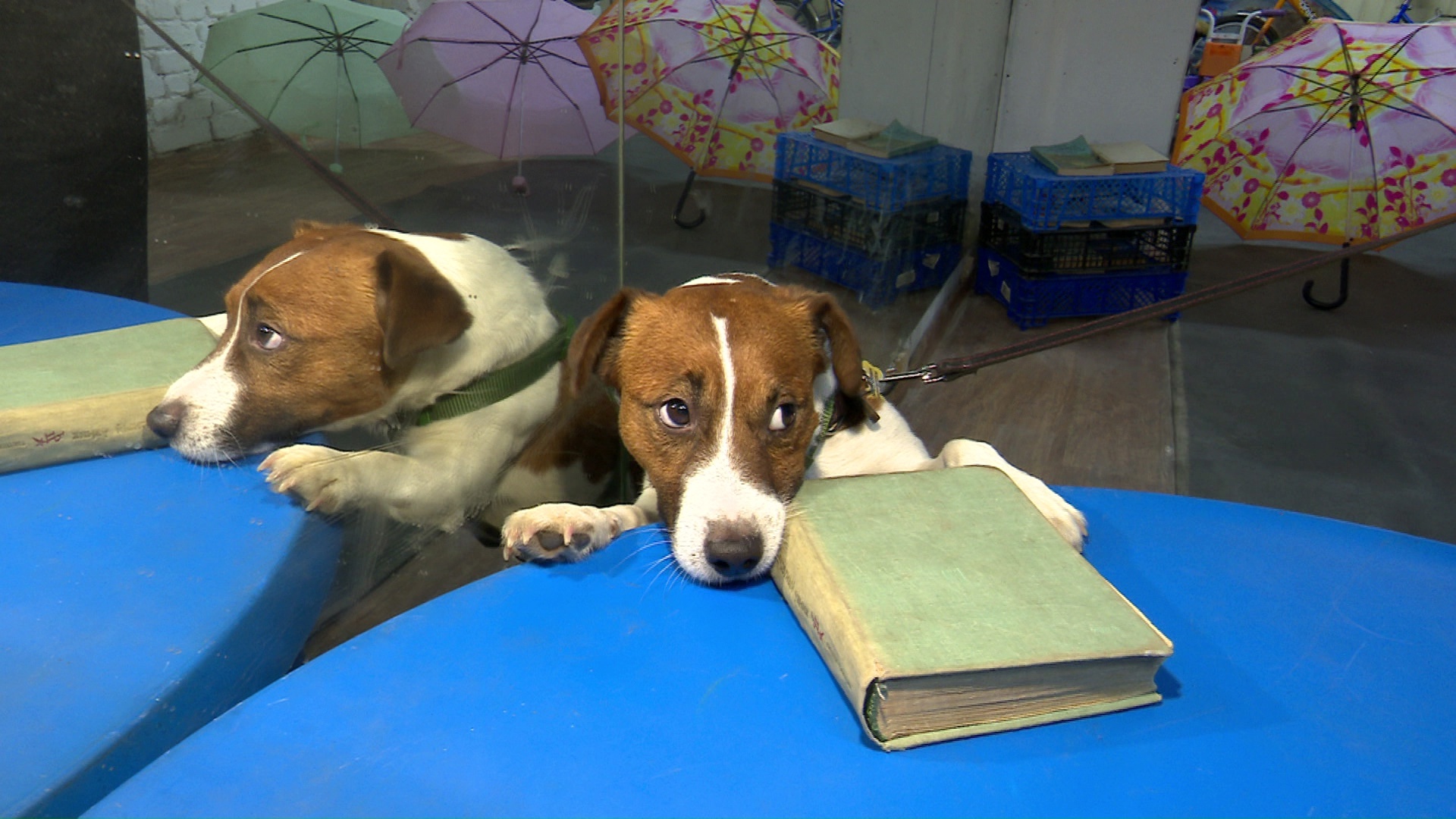 Сила нюха: как собак учат анализировать запахи в Челябинске