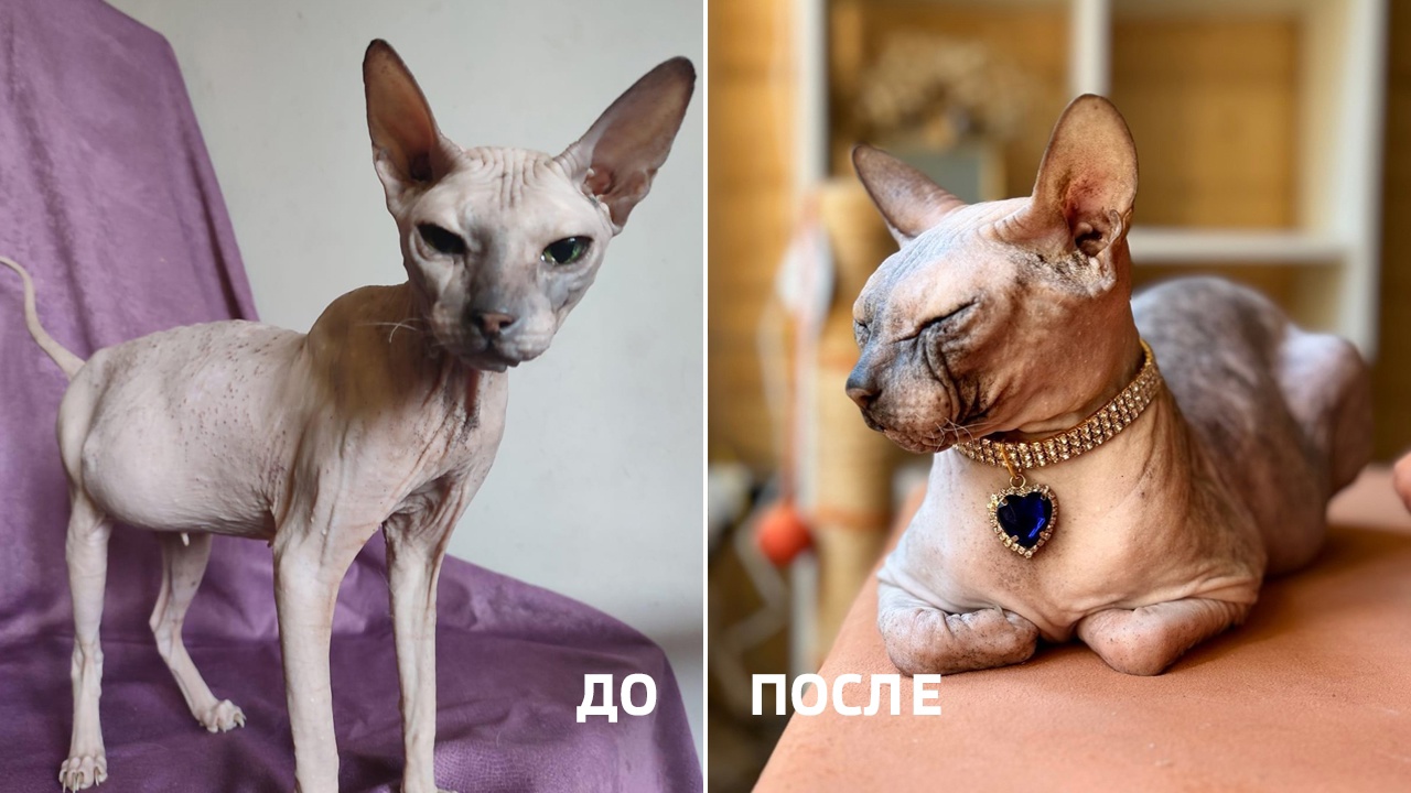 В Челябинске спасли четырех кошек от голодной смерти