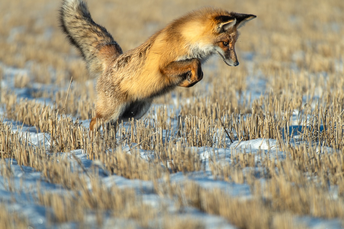 Грация и ловкость: как лиса охотится зимой, показал фотограф из Челябинской области Грация и ловкость: как лиса охотится зимой, показал фотограф из Челябинской области