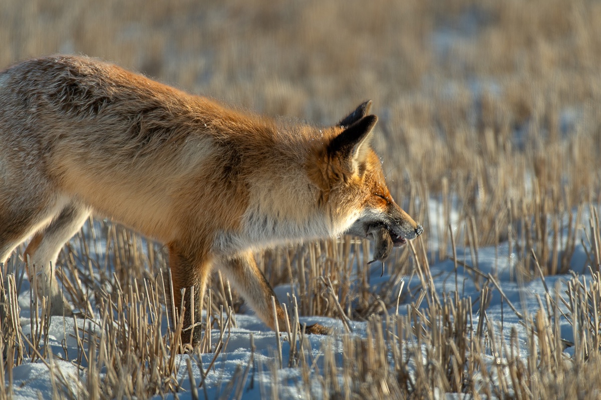 Грация и ловкость: как лиса охотится зимой, показал фотограф из Челябинской области Грация и ловкость: как лиса охотится зимой, показал фотограф из Челябинской области