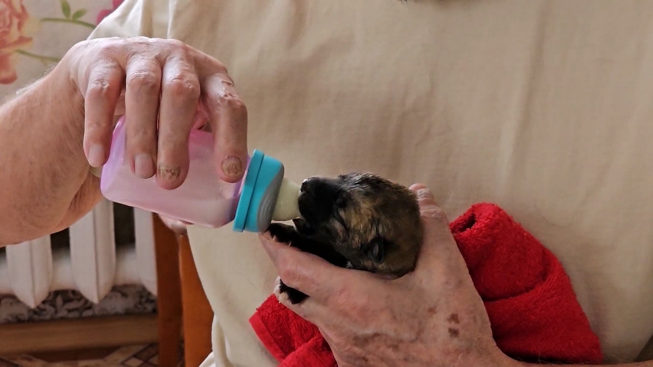 Семья из Копейска спасает щенков, которых выбросили на мороз