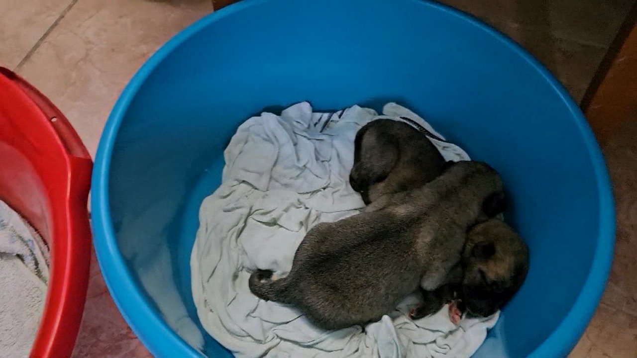 Семья из Копейска спасает щенков, которых выбросили на мороз