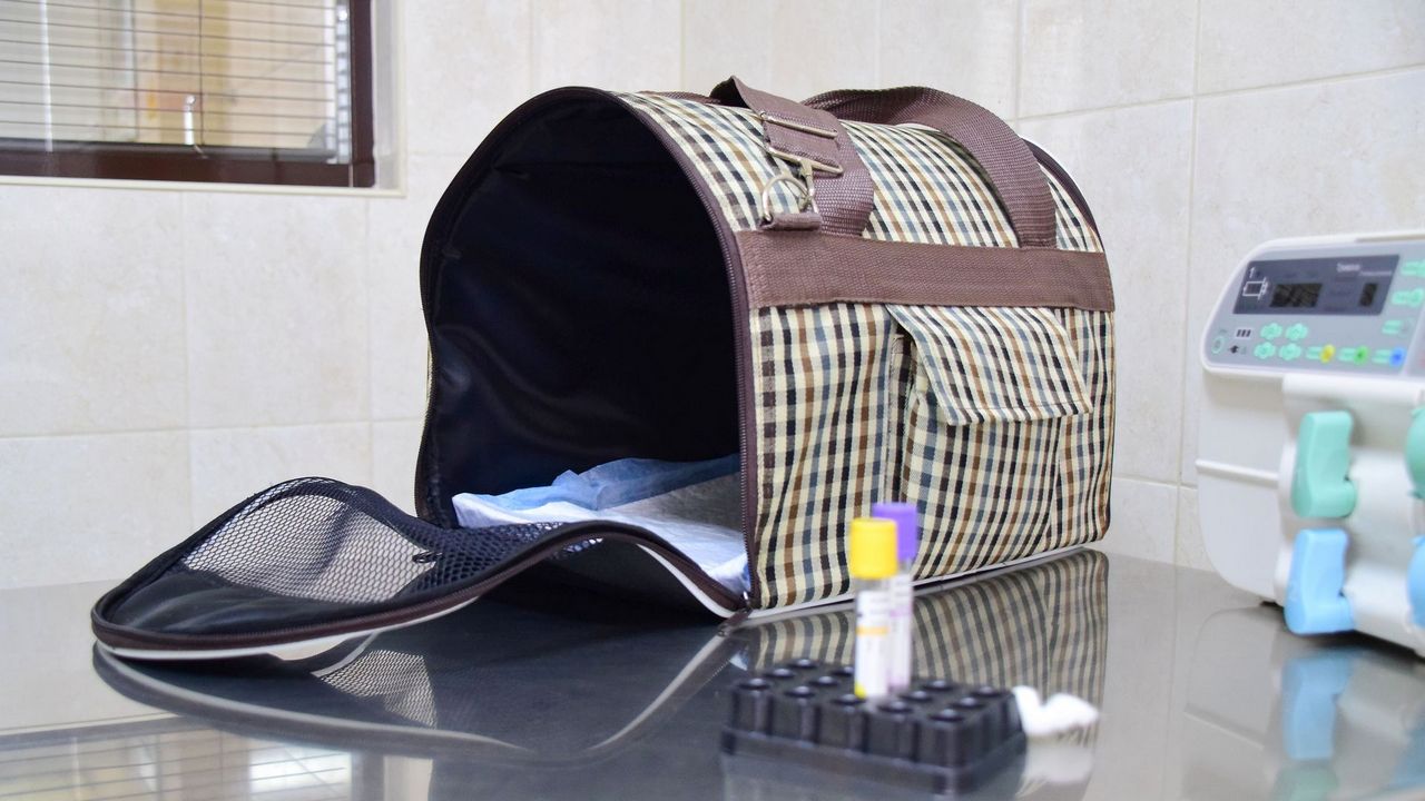 Как и когда прививать кошек и собак от бешенства, рассказал ветеринар из Челябинска