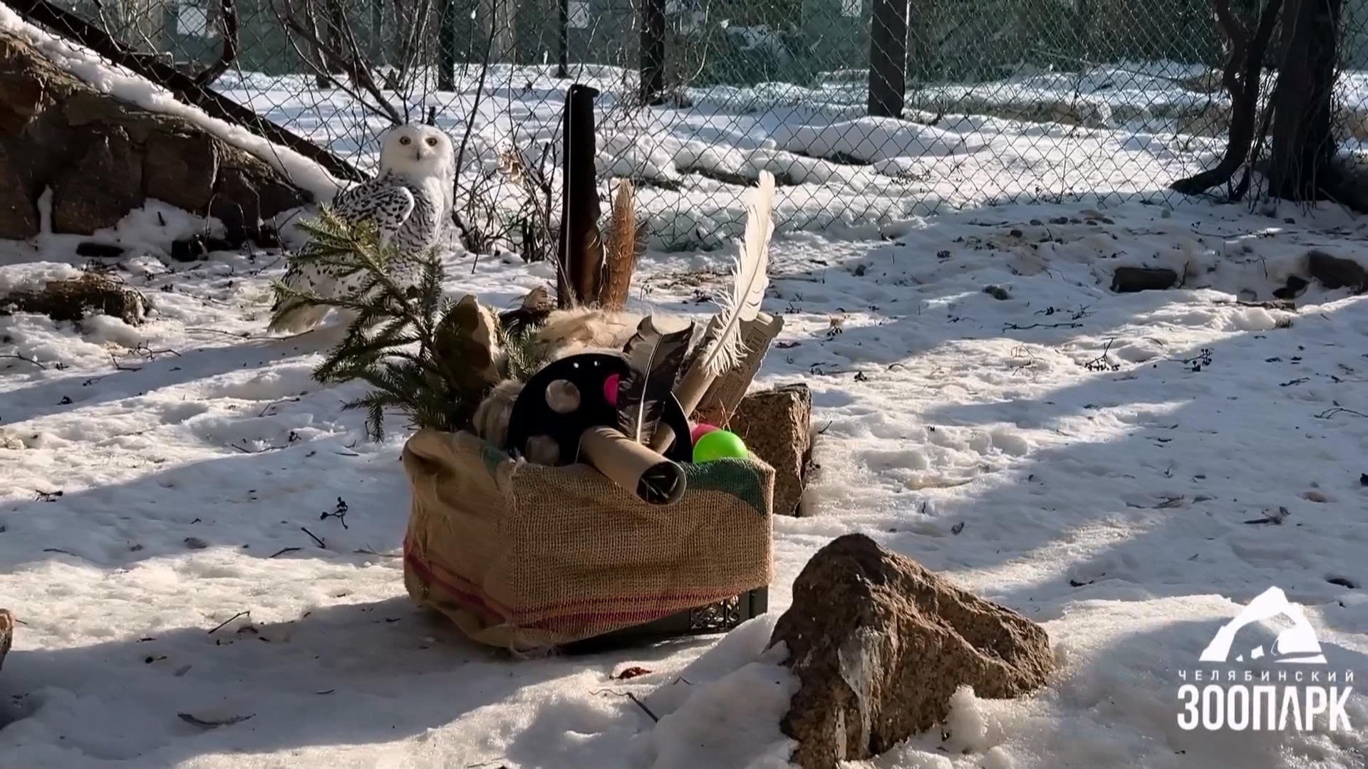 Волонтеры смастерили необычные игрушки для питомцев челябинского зоопарка