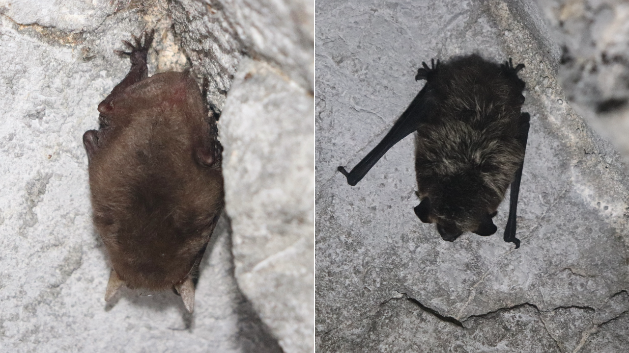 В уральской пещере наткнулись на логово летучих мышей