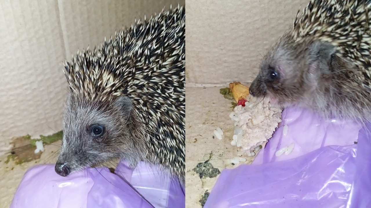 Жевал клеенку от голода: в Озерске выхаживают вышедшего из зимней спячки ежа