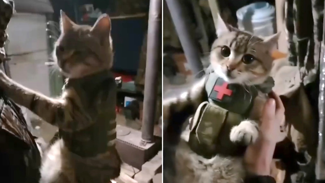 "Бронекошка" появилась у челябинских бойцов в зоне СВО